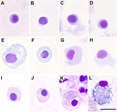 Bivalve Haemocyte Subpopulations: A Review